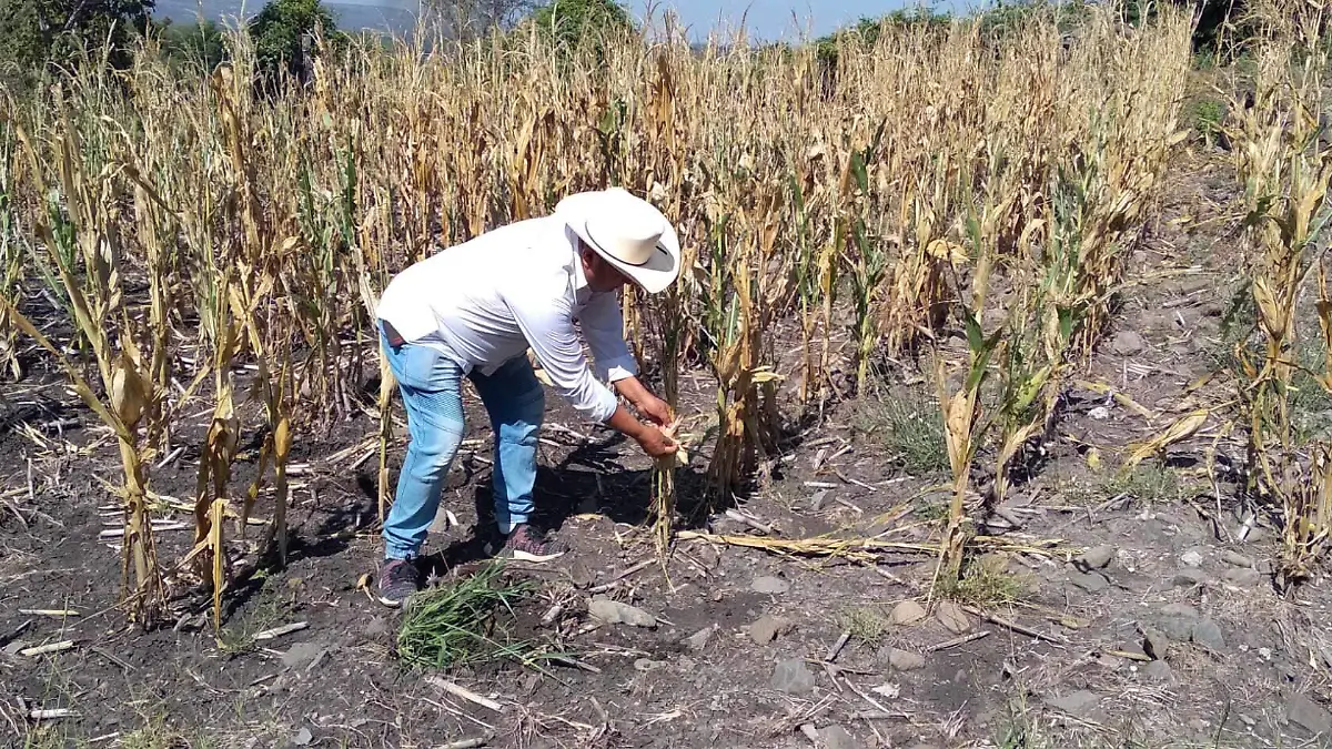 el campesino en Jaral 1